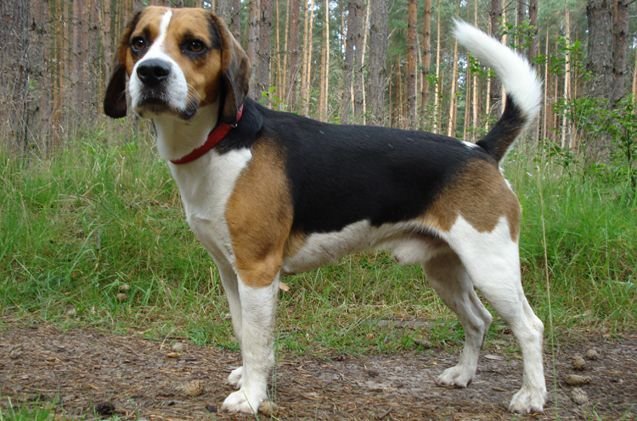 American Foxhound Pictures